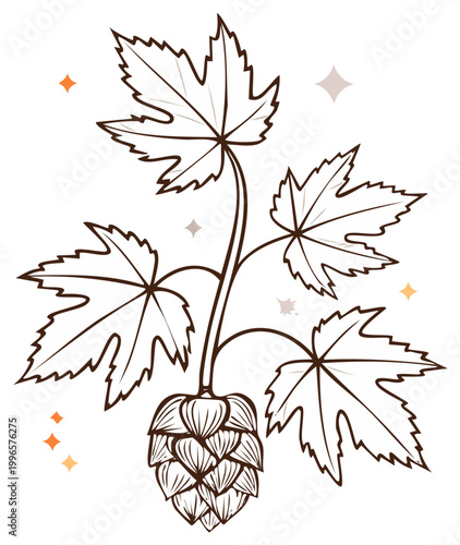 Illustration of a hops plant with leaves and cone for brewing and herbal remedies