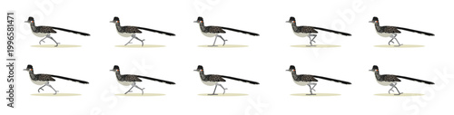 Roadrunner Running Bird Animal Animation Sequence Cartoon Vector