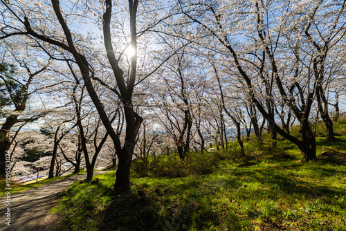 烏帽子山千本桜