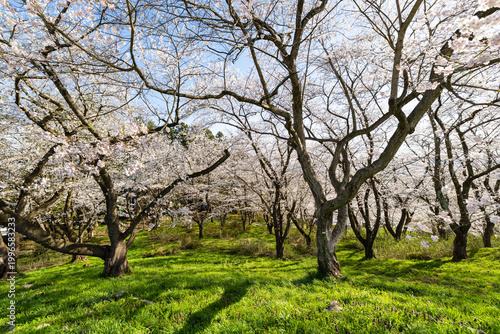 烏帽子山千本桜