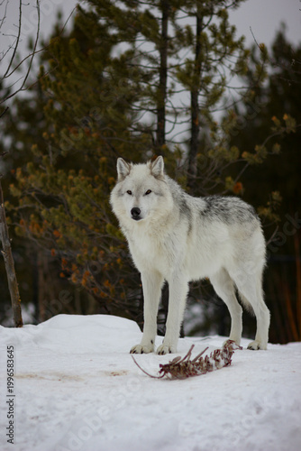 A gray wolf with white fur stands watch over an animal skeleton