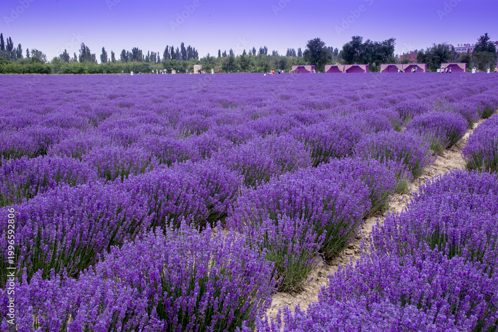 Obraz premium Lavender fields in Altay Prefecture, Xinjiang Uygur Autonomous Region