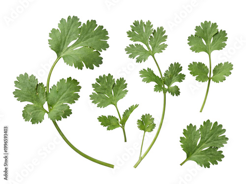 Slika na platnu Arrangement of fresh cilantro sprigs and individual leaves, vibrant and fragrant, isolated on a transparent background