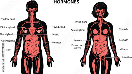 human body hormone system diagram with labeled organs and glands high quality professional detailed modern elegant stylish clean crisp vibrant colorful