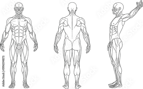 human muscular system diagram showing front back and side views high quality professional detailed modern elegant stylish clean crisp vibrant colorful