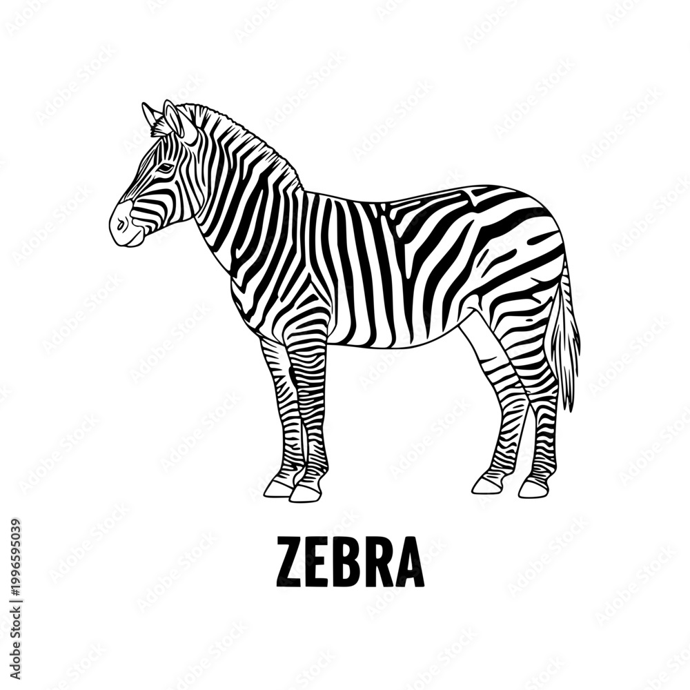 Obraz premium Zebra illustration