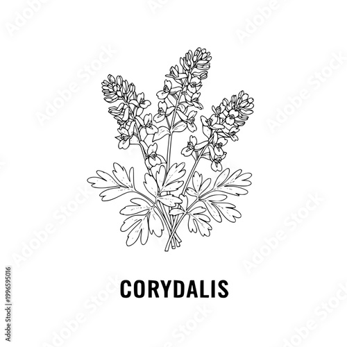 Corydalis Flower Botanical Illustration Outline