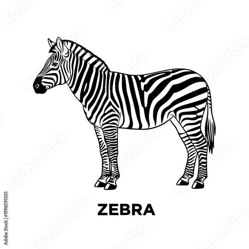 Stylized Zebra Illustration