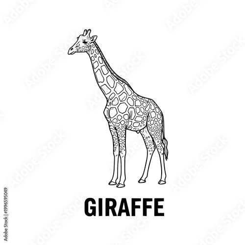 Giraffe illustration, elegant animal sketch