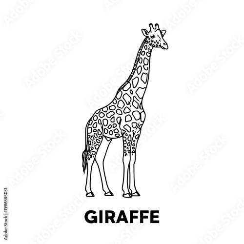 Giraffe illustration, black and white line art