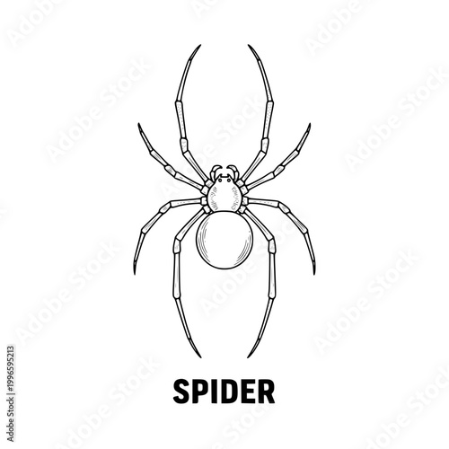 Detailed Spider Illustration