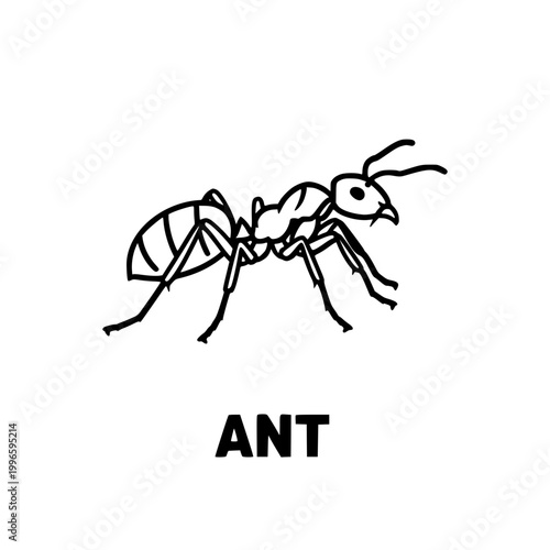 Hand-drawn ant illustration