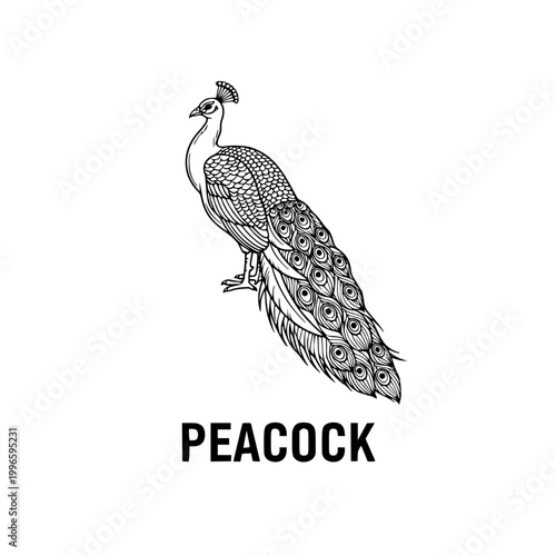 Elegant Peacock Illustration