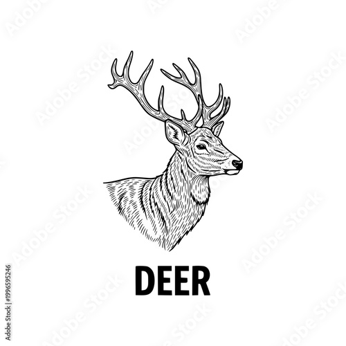 Deer Head Sketch