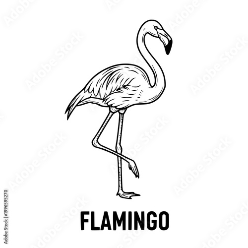Flamingo illustration, simple line art, black and white