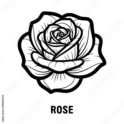 Rose outline illustration