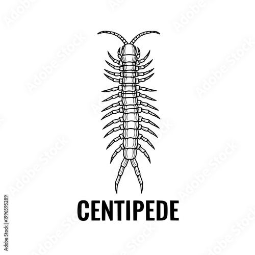 Centipede Illustration