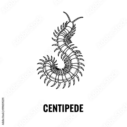 Centipede Illustration