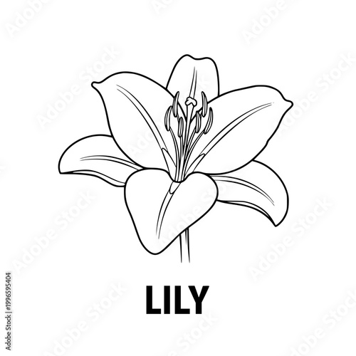 Lily flower outline drawing