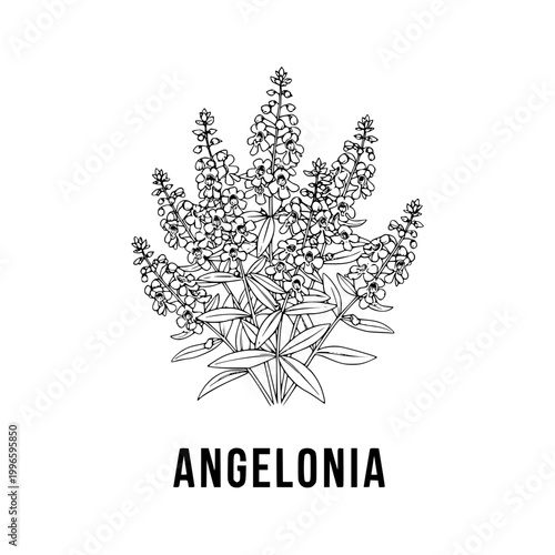Angelonia flower drawing, line art botanical illustration