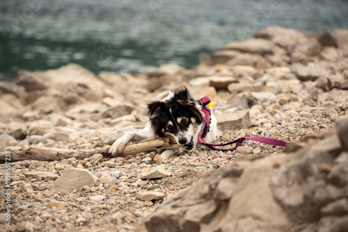 Adorable black and white border collie mix dog chewing on a wooden stick outdoors. Happy domestic pet playing on the ground in a natural setting during a summer day. Cute canine companion