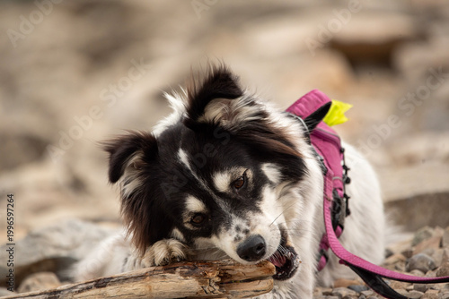 Adorable black and white border collie mix dog chewing on a wooden stick outdoors. Happy domestic pet playing on the ground in a natural setting during a summer day. Cute canine companion