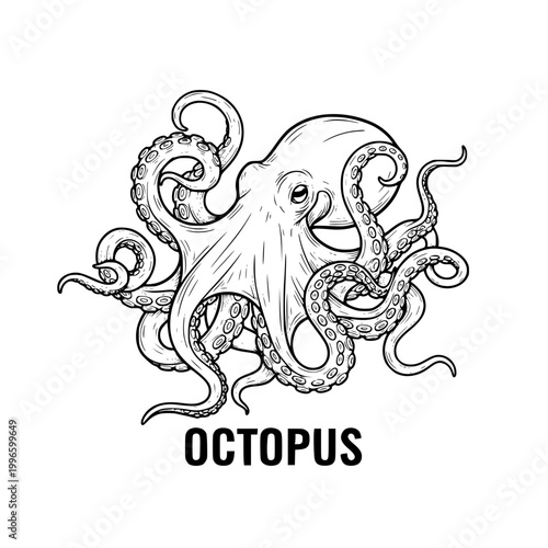 Octopus illustration, black and white line art
