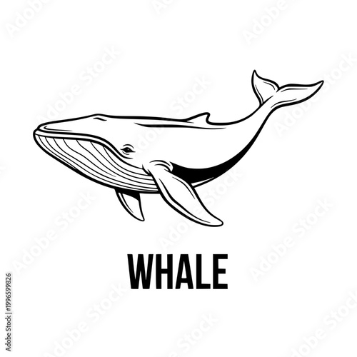 Line Art Whale Illustration