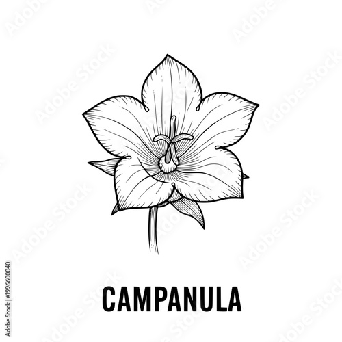 Campanula flower illustration