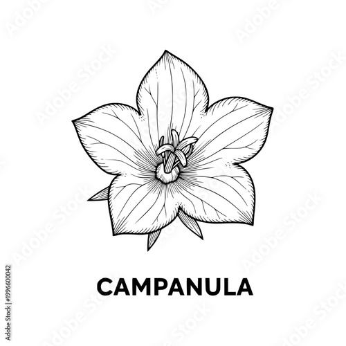 Campanula flower sketch