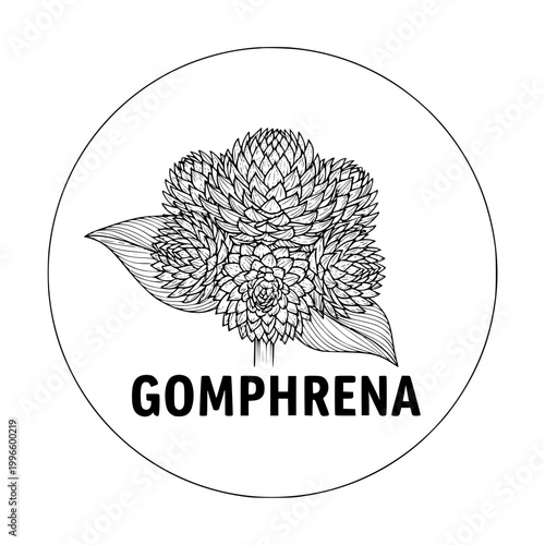 Gomphrena flower illustration