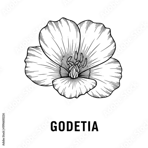 Godetia Flower Sketch