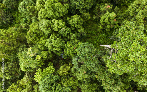 Aerial view of fresh green tropical rainforest in soft morning light
