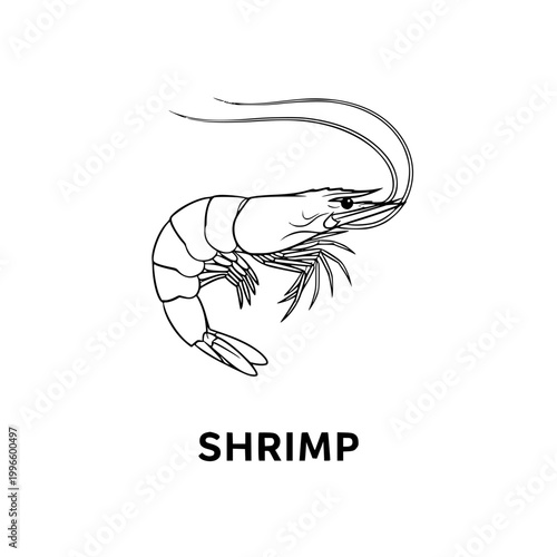 Shrimp illustration, stylized seafood drawing