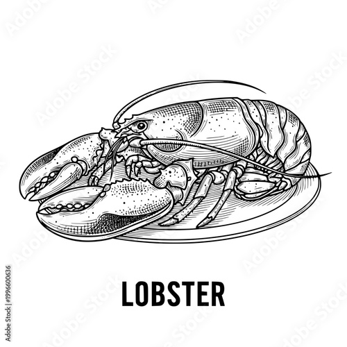 Lobster illustration