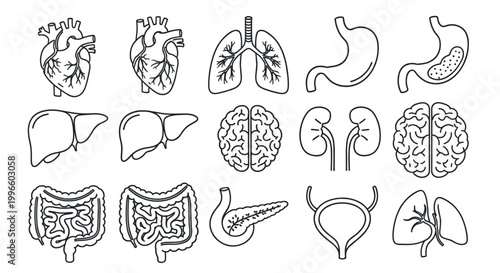 Human Organs and Body Systems Icon Set for Medical, Health, and Anatomy Designs