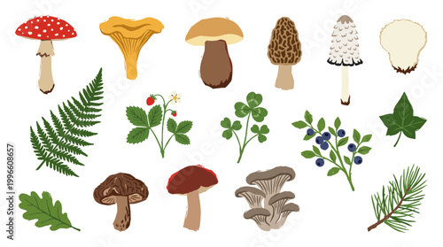 Collection of forest elements including various mushrooms, fern, strawberry plants, clover, blueberries, oak leaf, and pine branch on a white background