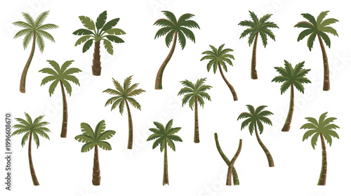 Collection of diverse palm trees in various shapes and sizes, representing tropical nature and vacation destinations