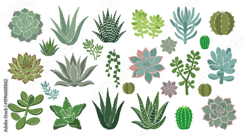 Collection of diverse succulent plants and cacti in various shapes and sizes, isolated on a white background, representing natural beauty and home decor