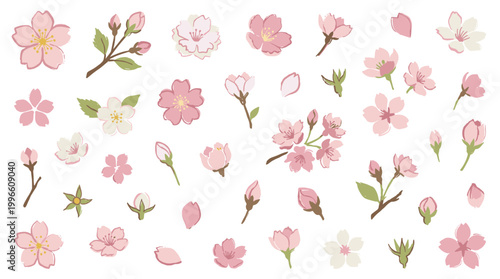 Collection of delicate pink cherry blossom flowers and buds in various stages of bloom, isolated on a white background, representing spring and nature