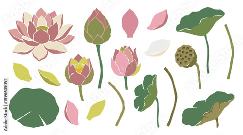Collection of lotus flowers and leaves in various stages of bloom and bud, botanical illustration elements for design