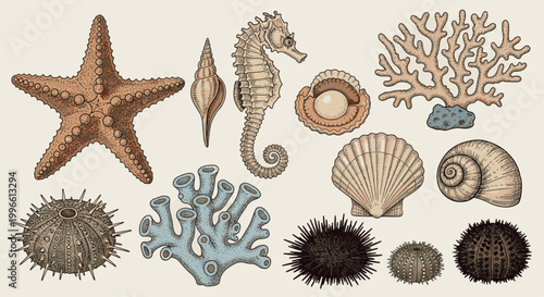 Detailed hand-drawn set featuring starfish, seahorse, coral, sea urchins, and shells in a classic vintage engraving style.