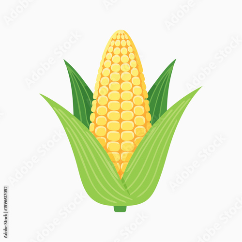 Illustration of a fresh ear of corn with green husks