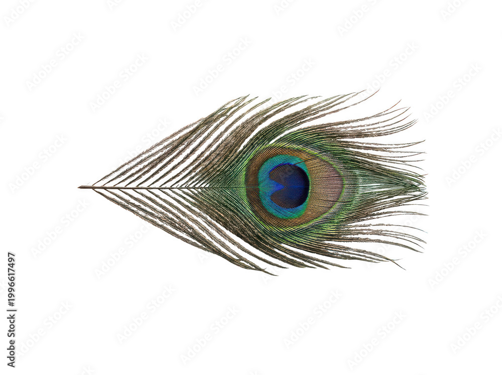 Obraz premium Vibrant iridescent peacock feather displaying a detailed eye pattern and soft isolated transparent background image