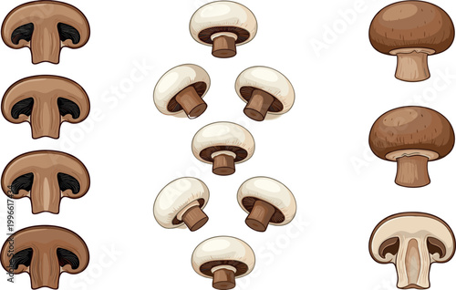 Set of Mushroom Vector Illustrations in Various Styles for Cooking, Food, and Ingredient Design Projects