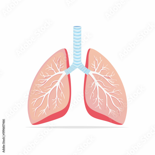 Illustration of Human Lungs and Trachea