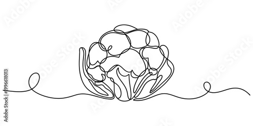 Continuous single line drawing of a fresh broccoli vegetable Vector, illustration