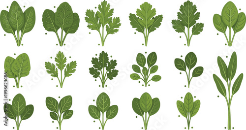 Leafy green plants collection vector set with various salad leaves herbs and fresh vegetables for organic food and healthy nutrition design