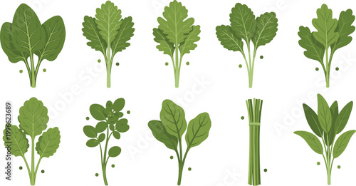 Leafy green vegetables vector set with spinach lettuce herbs and fresh salad plants for healthy eating cooking and organic food design