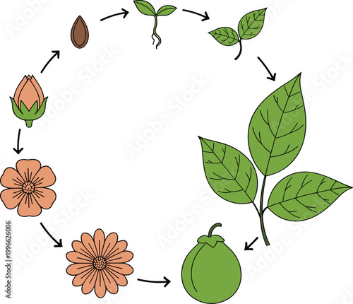 Plant life cycle vector illustration with seed germination growth flowering and fruit stages for botanical education and biology diagram design